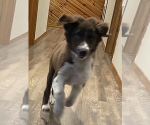 Australian Shepherd Puppy for sale in EXETER, MO, USA