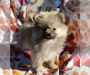 Pomeranian Puppy for sale in LECANTO, FL, USA
