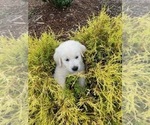 Small #16 English Cream Golden Retriever