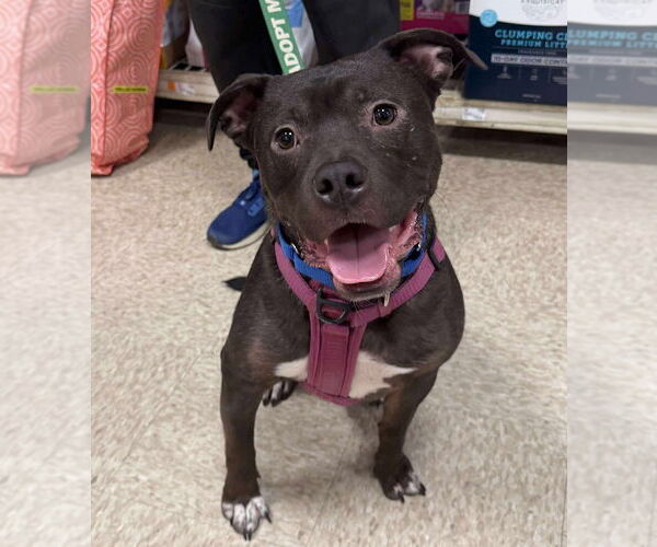 Medium Photo #5 American Staffordshire Terrier-Unknown Mix Puppy For Sale in Wenonah, NJ, USA