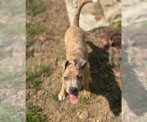 Medium Photo #1 Boxer-Unknown Mix Puppy For Sale in Holly Springs, NC, USA