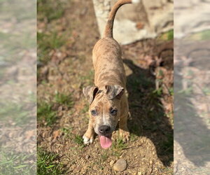 Boxer-Unknown Mix Dogs for adoption in Holly Springs, NC, USA