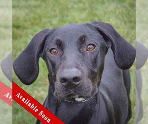 Coonhound-Unknown Mix Dogs for adoption in Huntley, IL, USA