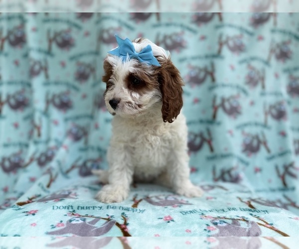 Medium Photo #6 Cavapoo (Miniature) Puppy For Sale in LAKELAND, FL, USA