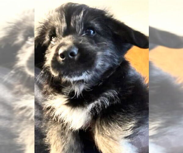 Medium Photo #1 German Shepherd Dog-Unknown Mix Puppy For Sale in Houston, TX, USA