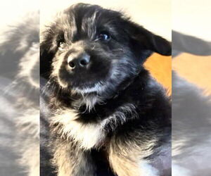 German Shepherd Dog-Unknown Mix Dogs for adoption in Houston, TX, USA