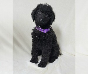 Labradoodle Puppy for sale in COSHOCTON, OH, USA