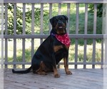 Small Photo #1 Rottweiler Puppy For Sale in FOUR OAKS, NC, USA