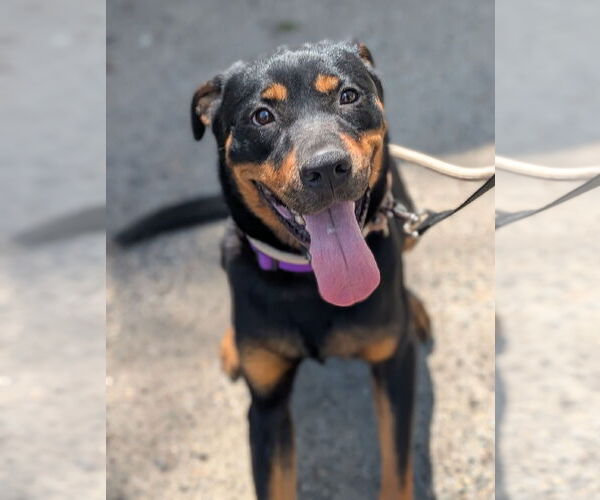 Medium Photo #7 Rottweiler Puppy For Sale in Hillsboro, NH, USA