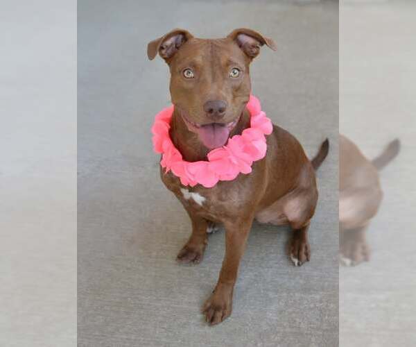 Medium Photo #1 American Pit Bull Terrier-Unknown Mix Puppy For Sale in McKinney, TX, USA