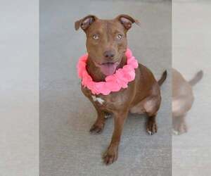 American Pit Bull Terrier-Unknown Mix Dogs for adoption in McKinney, TX, USA