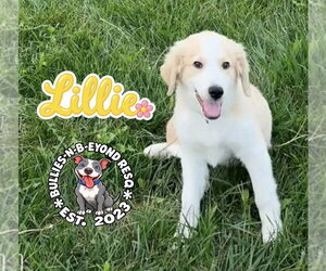 Lillie - Female Great Pyrenees-Unknown Mix Dog for Adoption - Photo #3