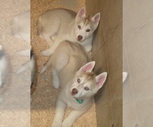 Siberian Husky Puppy for sale in HEPPNER, OR, USA