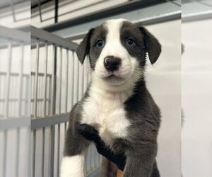 German Shepherd Dog-Unknown Mix Dogs for adoption in Stockton, CA, USA