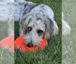 Small #7 Poodle (Standard) Mix