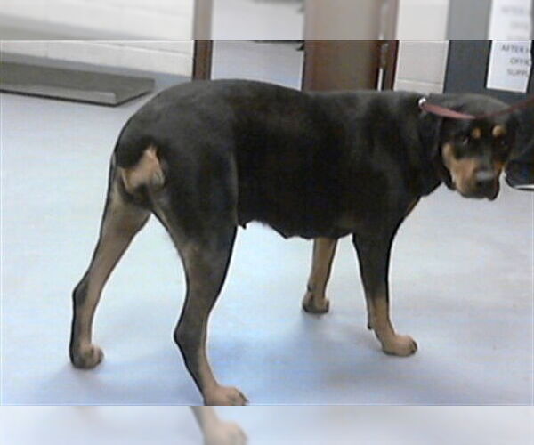 Medium Photo #1 Rottweiler Puppy For Sale in Fayetteville, NC, USA