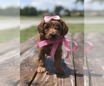 Small Photo #14 Goldendoodle Puppy For Sale in KISSIMMEE, FL, USA
