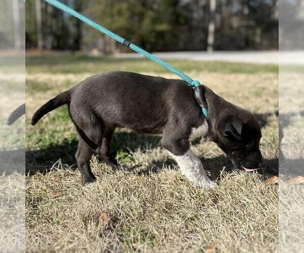 Medium Photo #2 Labrador Retriever-Unknown Mix Puppy For Sale in Yardley, PA, USA