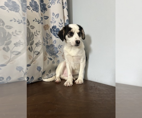 Medium Photo #2 Cockapoo (Miniature) Puppy For Sale in DURHAM, CT, USA