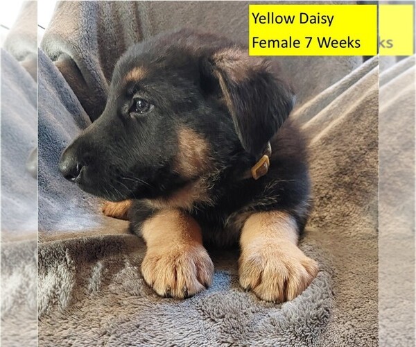 Medium Photo #4 German Shepherd Dog Puppy For Sale in BUSHNELL, FL, USA