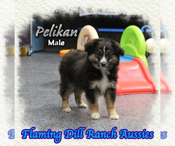 Medium Photo #1 Miniature Australian Shepherd Puppy For Sale in FORESTBURG, TX, USA