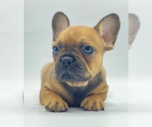 French Bulldog Puppy for sale in BOCA RATON, FL, USA