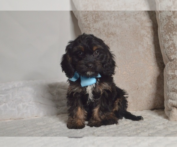 Medium Photo #17 Cavapoo Puppy For Sale in CHRISTIANA, PA, USA