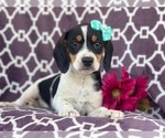 Small Photo #5 Beagle Puppy For Sale in LAKELAND, FL, USA