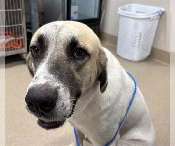 Medium Photo #1 Anatolian Shepherd Puppy For Sale in Grand Prairie, TX, USA