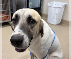 Anatolian Shepherd Dogs for adoption in Grand Prairie, TX, USA