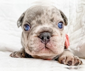 French Bulldog Puppy for sale in PASO ROBLES, CA, USA