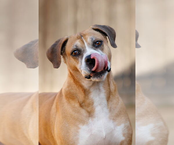 Medium Photo #1 Boxer-Unknown Mix Puppy For Sale in McKinney, TX, USA