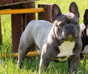 Father of the French Bulldog puppies born on 01/04/2020