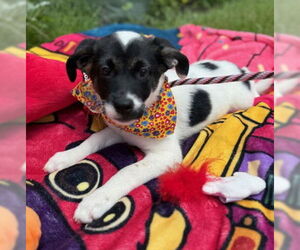 Mutt Dogs for adoption in Warrenton, VA, USA