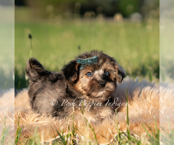 Medium Photo #66 Maltipoo (Miniature) Puppy For Sale in WARSAW, IN, USA