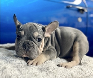 French Bulldog Puppy for sale in DETROIT, MI, USA