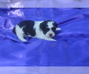 Zuchon Puppy for Sale in BLOOMINGTON, Indiana USA