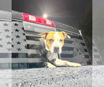 Small #24 American Pit Bull Terrier Mix