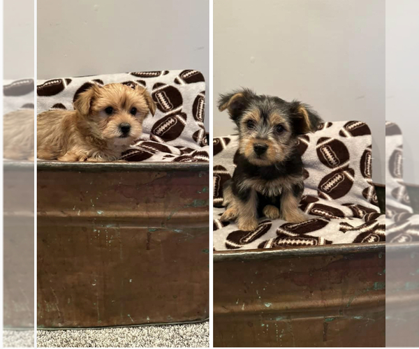 Medium Photo #1 Morkie Puppy For Sale in LUDLOW, MO, USA