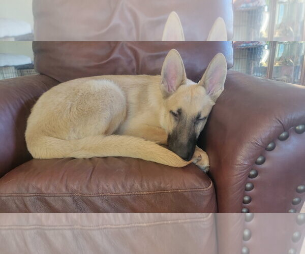 Medium Photo #8 Mutt Puppy For Sale in Sandy, UT, USA