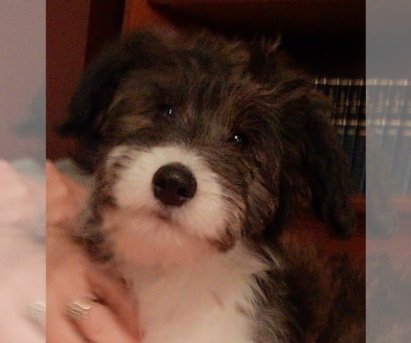 Medium Photo #22 Cadoodle Puppy For Sale in PERU, IN, USA