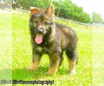 Small Photo #1 German Shepherd Dog-Siberian Husky Mix Puppy For Sale in MULBERRY, FL, USA