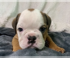 English Bulldog Puppy for sale in JOHNS ISLAND, SC, USA
