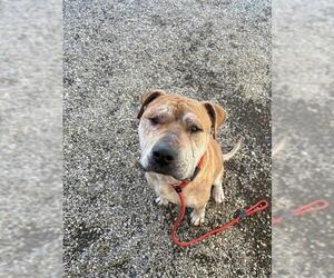 American Staffordshire Terrier-Unknown Mix Dogs for adoption in Palmetto, FL, USA