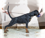 Small Photo #5 Doberman Pinscher Puppy For Sale in Moscow, Moscow, Russia