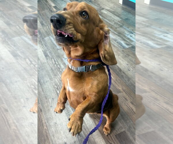 Medium Photo #3 Basset Hound Puppy For Sale in Deepwater, NJ, USA