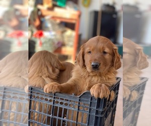 Golden Retriever Puppy for sale in CHULA VISTA, CA, USA