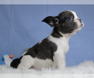 French Bulldog Dog for Adoption in CHESAPEAKE, Virginia USA