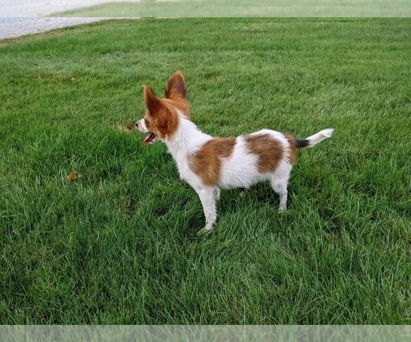 Medium Photo #3 Papillon Puppy For Sale in MILLERSBURG, OH, USA