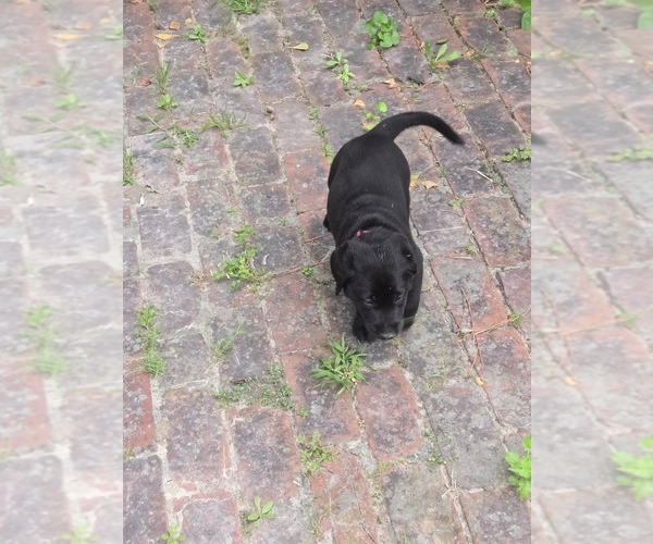 Medium Photo #22 Labrador Retriever Puppy For Sale in ELIZABETH CITY, NC, USA